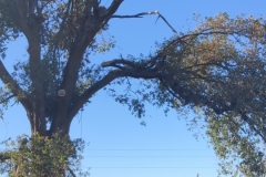 Démontage urgent arbre cassé par la tempete